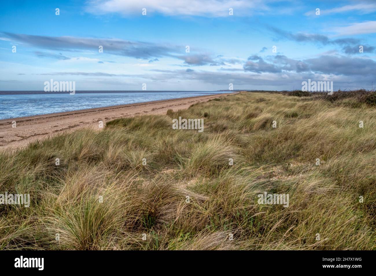 The beach, backed by marram grass, between Snettisham & Heacham on the east side of The Wash. View is to north. Stock Photo