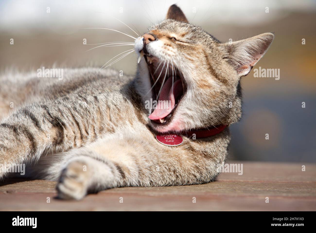 A tabby cat yawns while basking in the sunshine Stock Photo