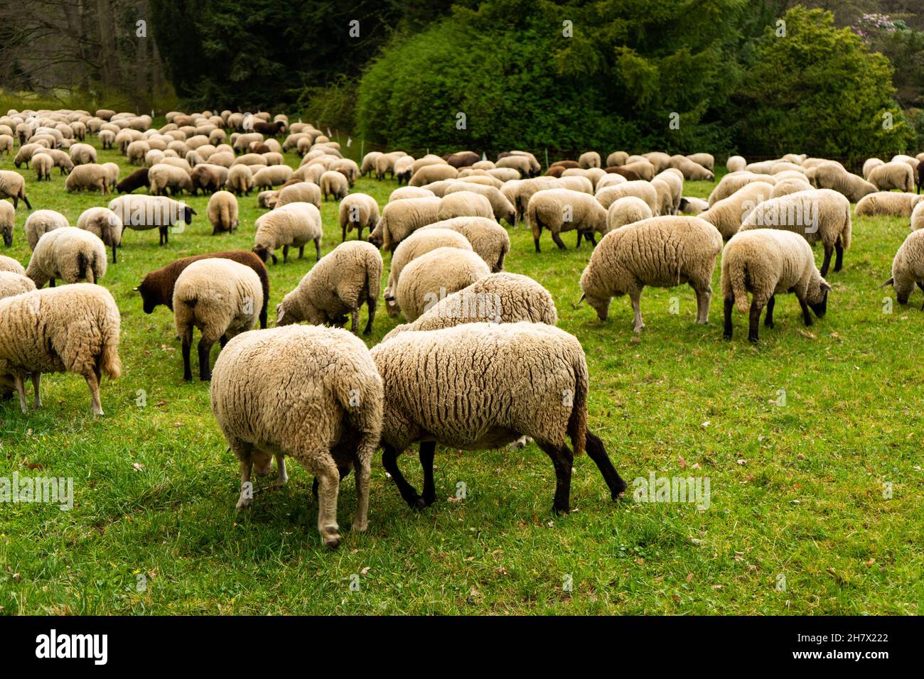Schafe auf der Weide Stock Photo