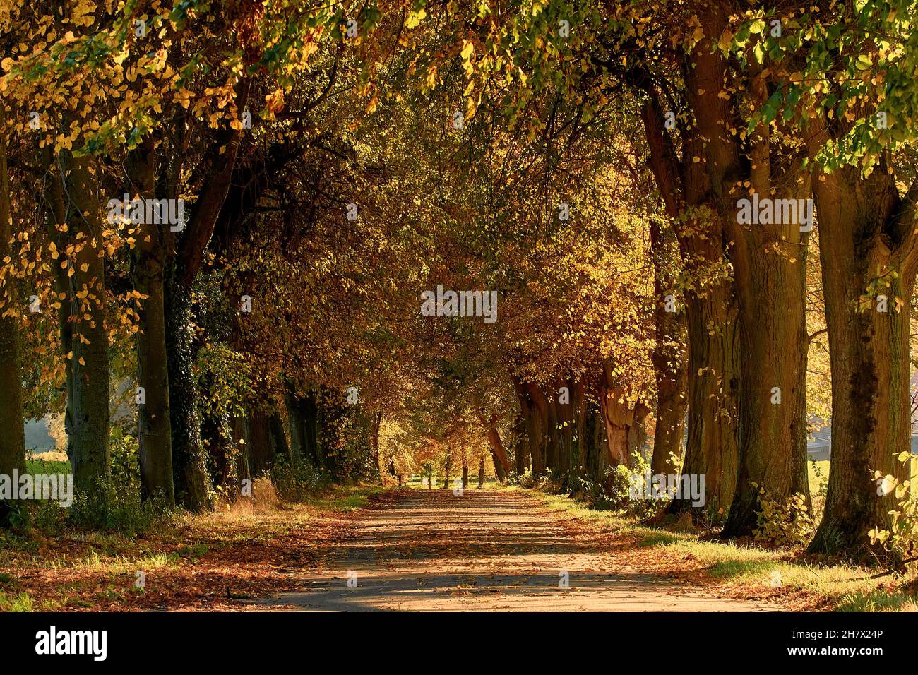 a alley of old trees in golden autumn Stock Photo - Alamy