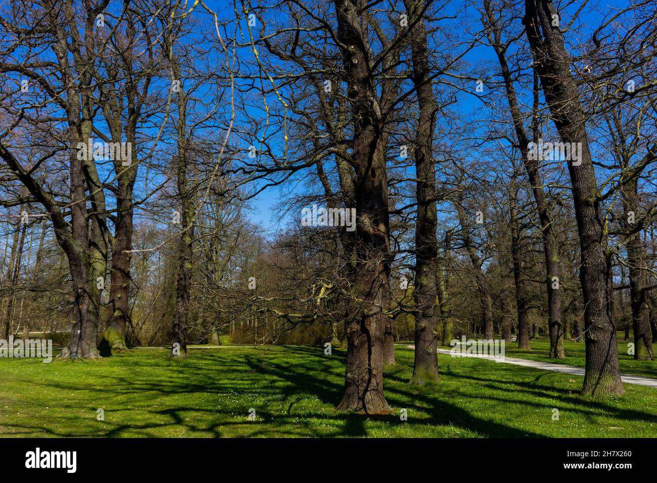 Bäume im Park Stock Photo