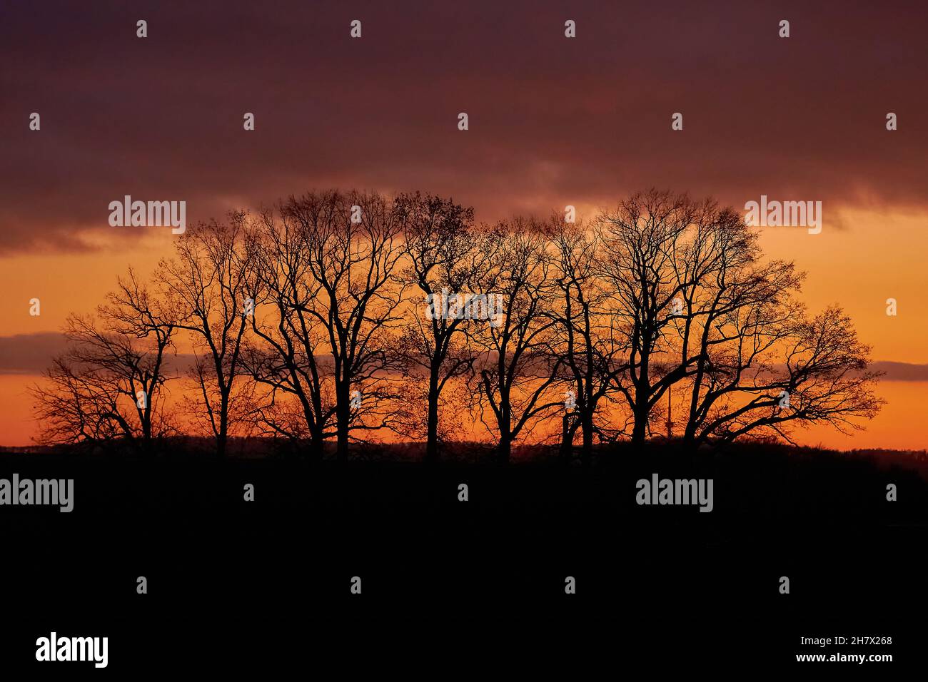silhouette of trees against a burning sky Stock Photo - Alamy