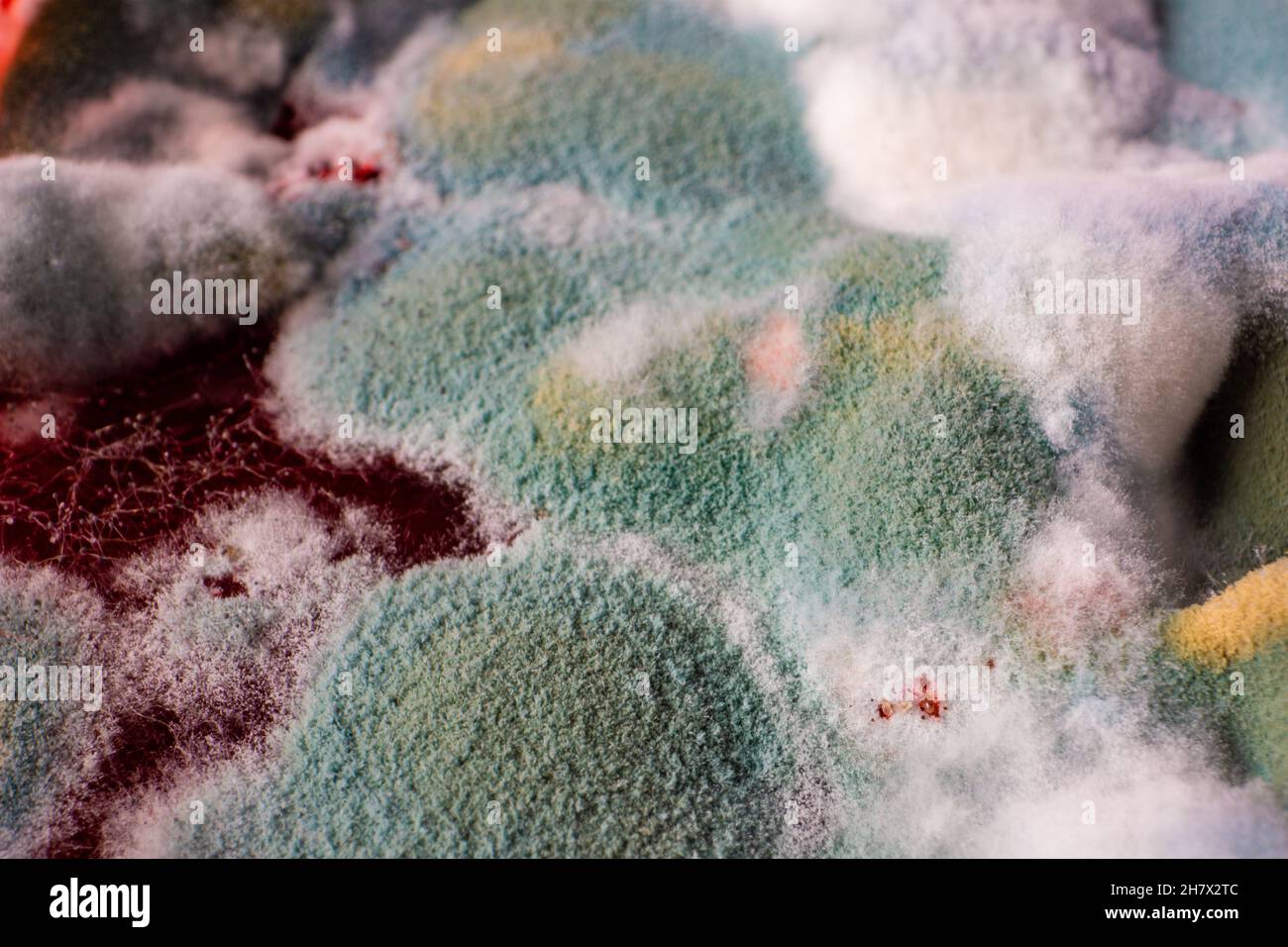 Dangerous mold on food Close up of mold on rotten fruit Stock Photo Alamy