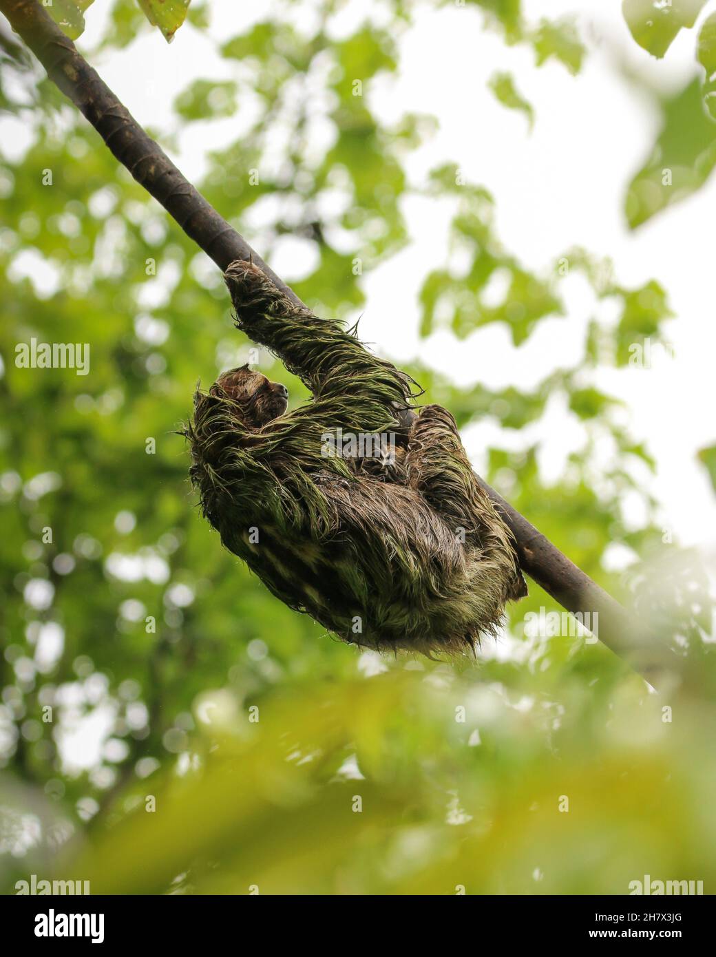 Sloth Stock Photo