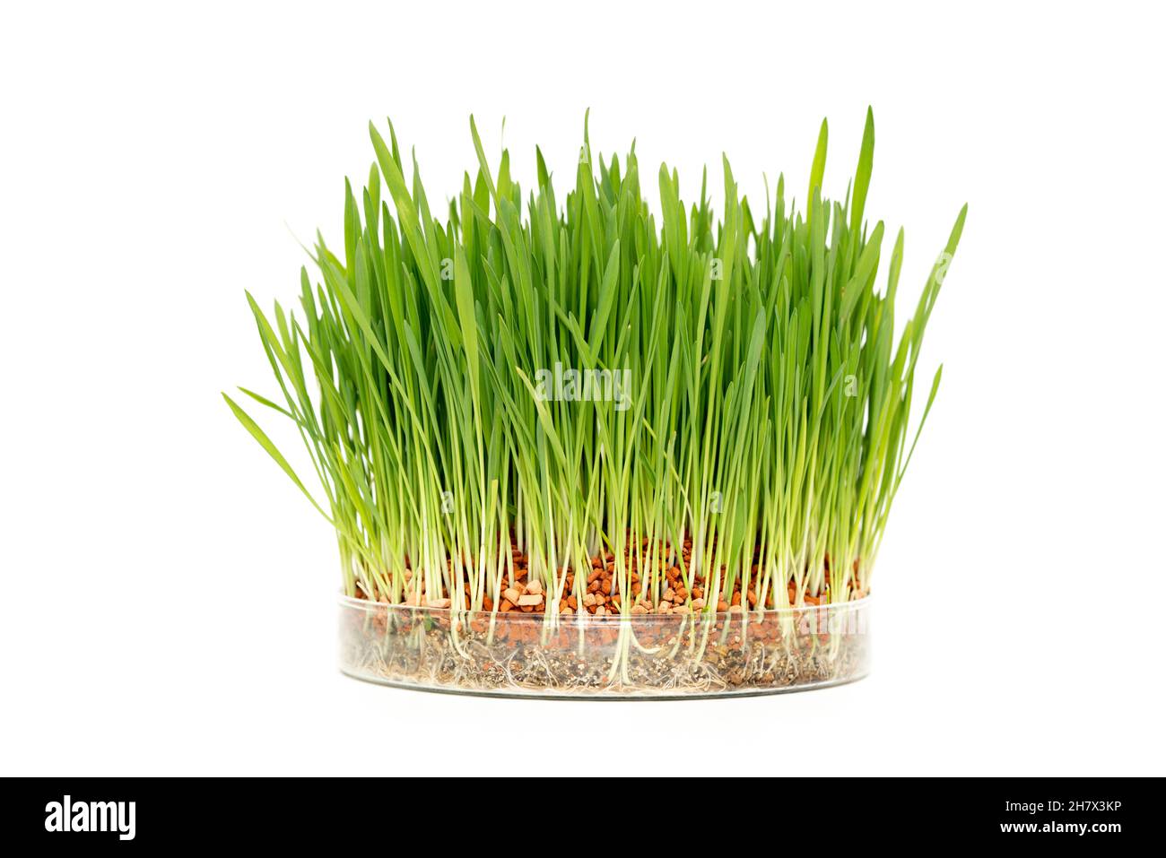 types of trend analysis