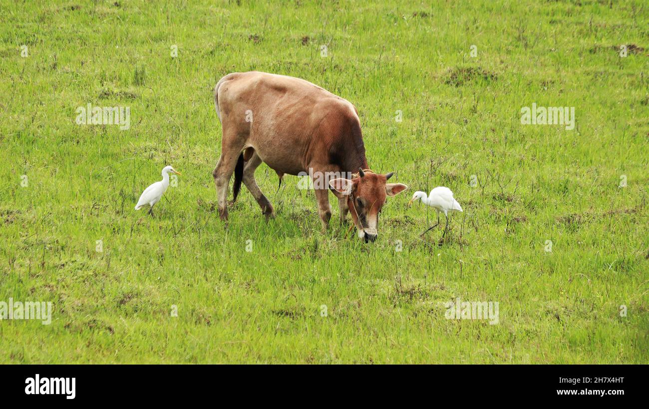 Outside the green mosaic grass stands a cow with two white cranes Stock Photo
