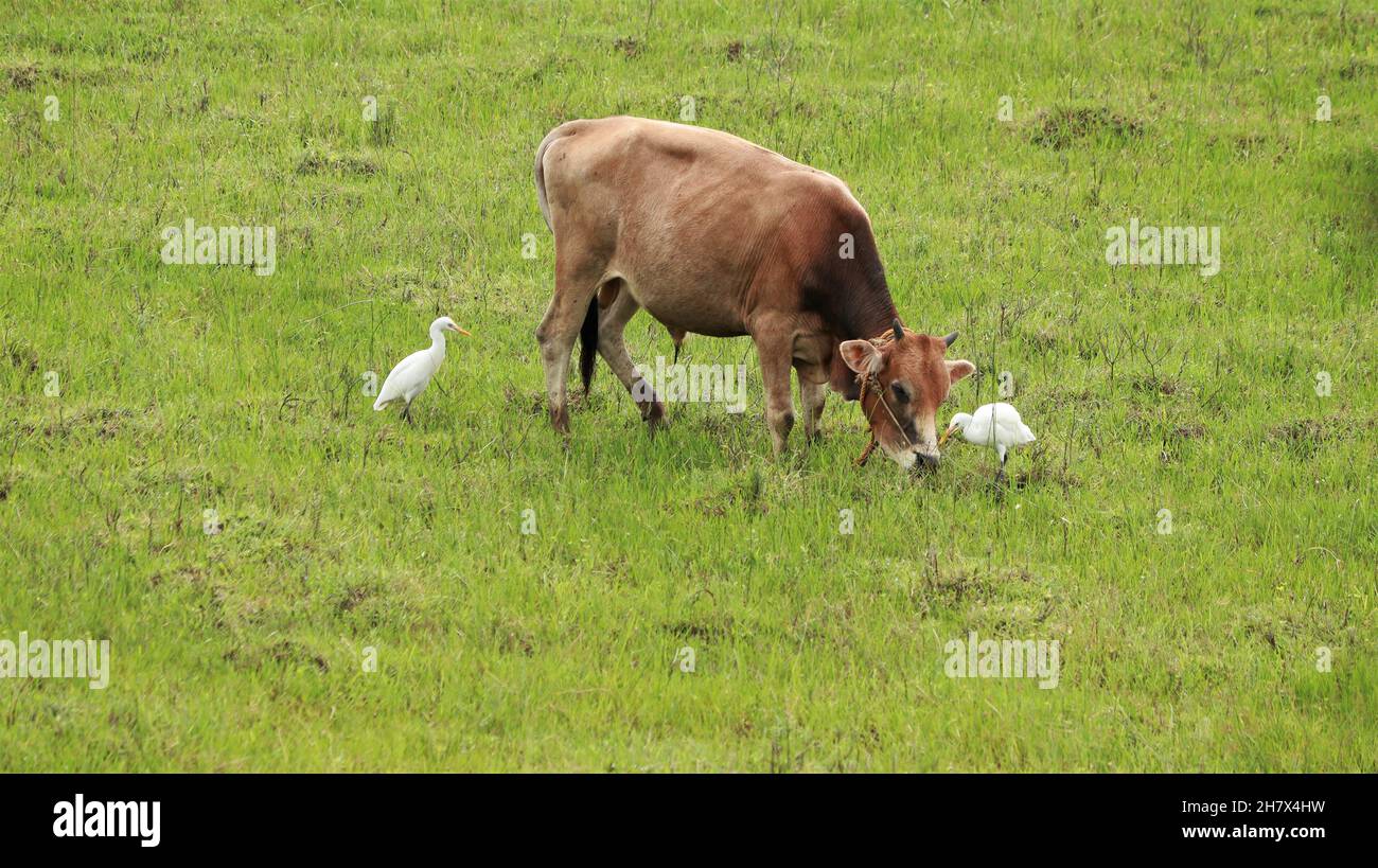Outside the green mosaic grass stands a cow with two white cranes Stock Photo