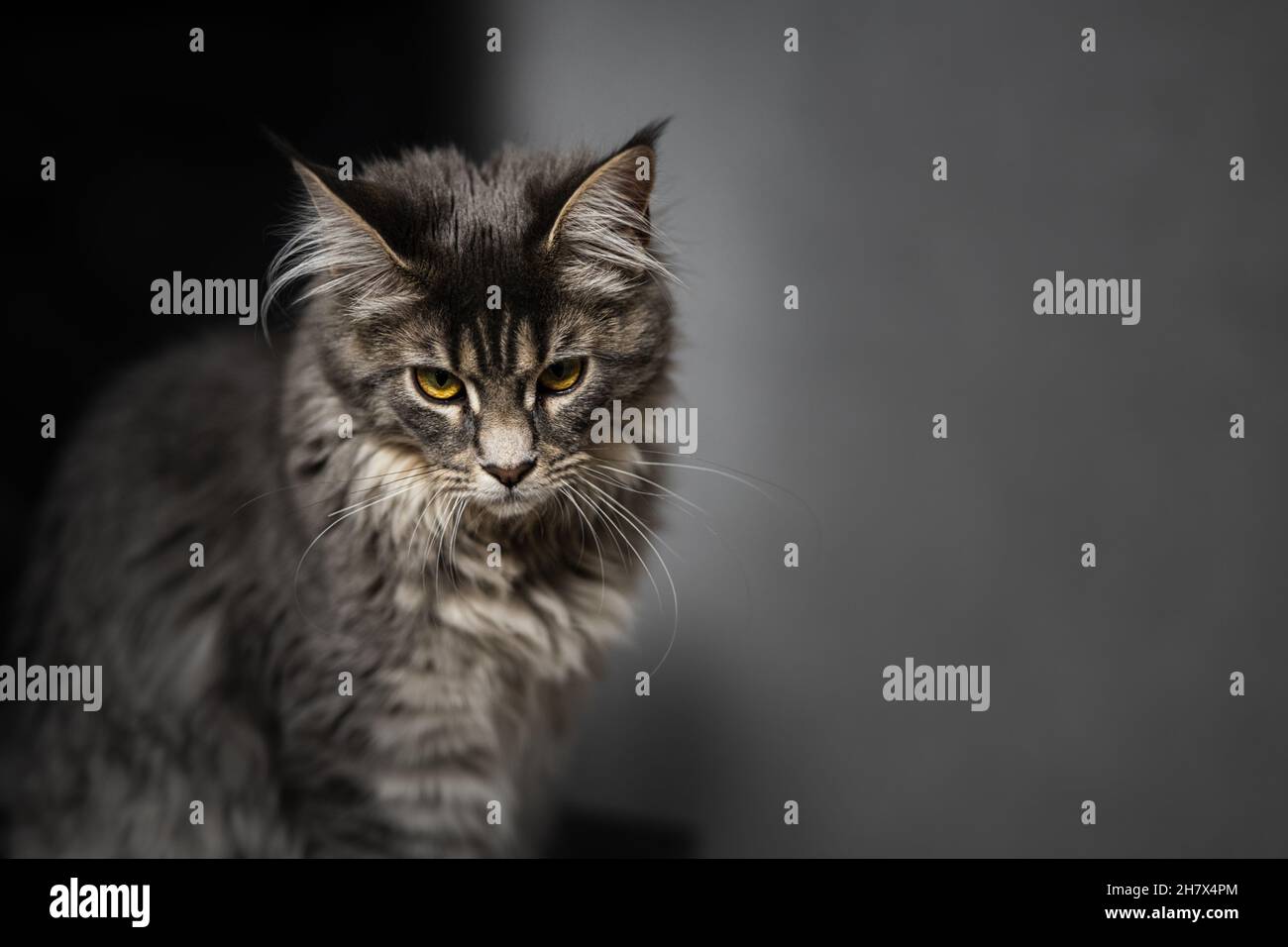 head cat close up on a white background Stock Photo - Alamy