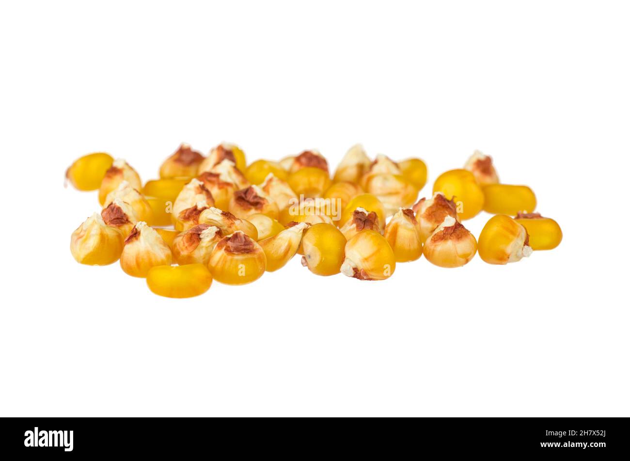 Dried corn kernels on white background Stock Photo
