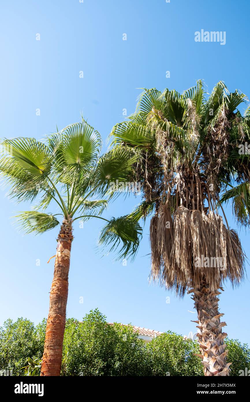 Windmill Palm Tree Trachycarpus fortunei with brown dead leaves before and after trimming, blue sky background. Stock Photo