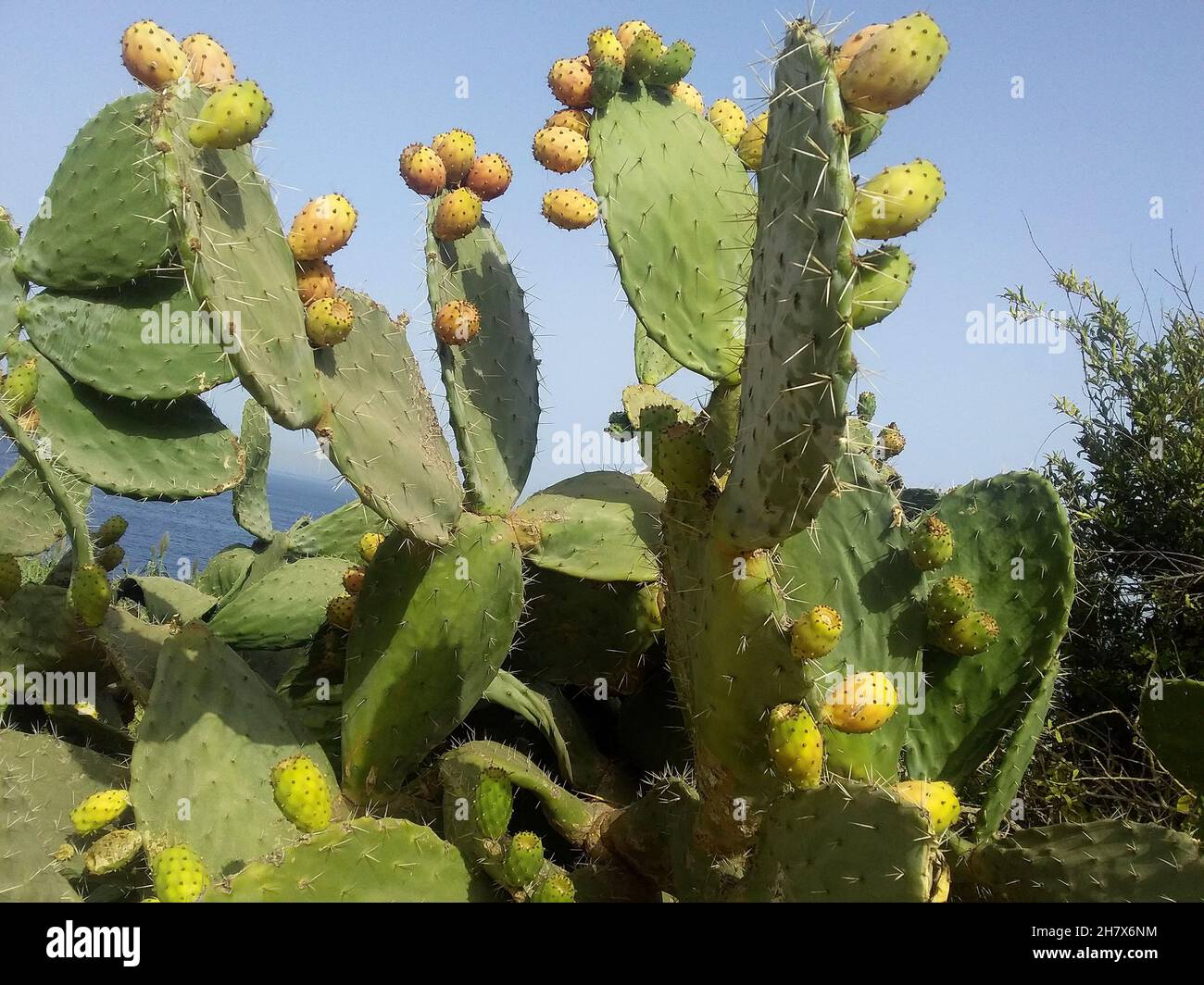 Prickly pear from Morocco in northern Africa Stock Photo