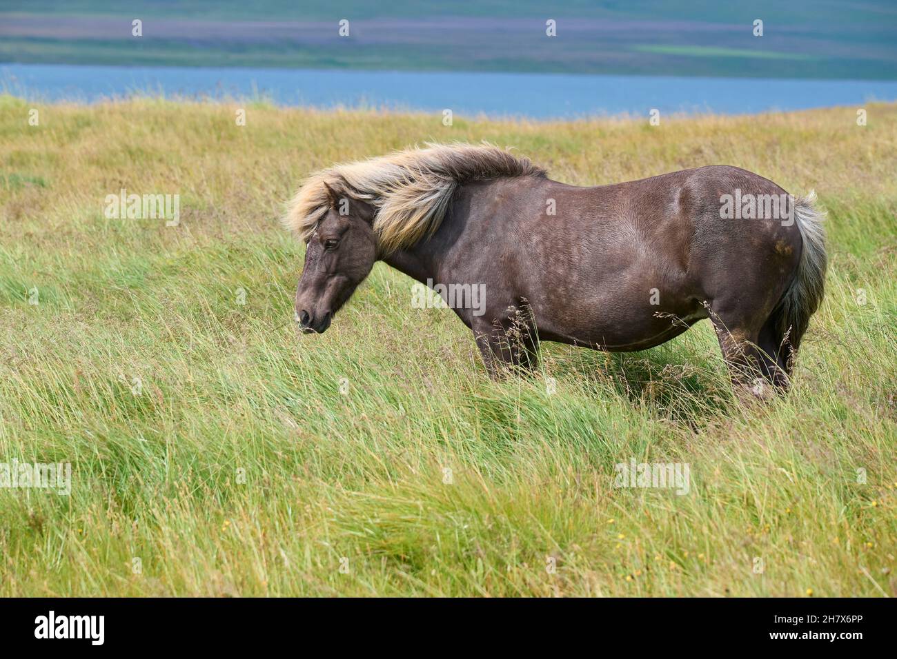Icelandic Horse, Icelandic Pony, Iceland Stock Photo Alamy