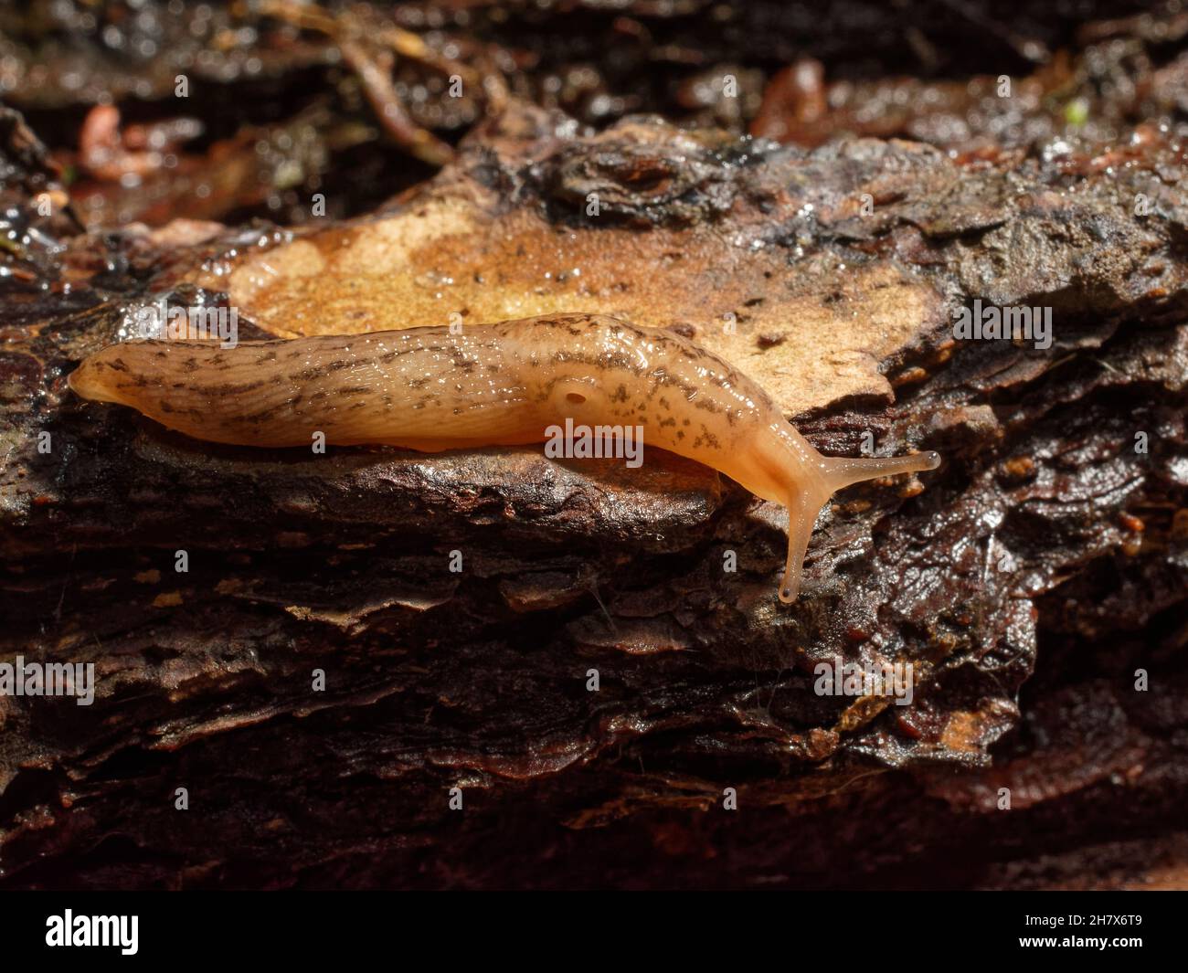 Balkan kingdom hi-res stock photography and images - Alamy