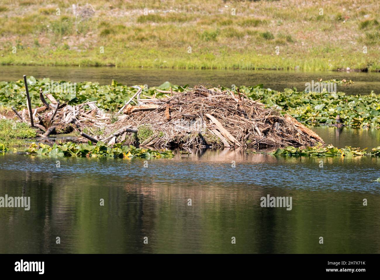 Beavers den hires stock photography and images Alamy