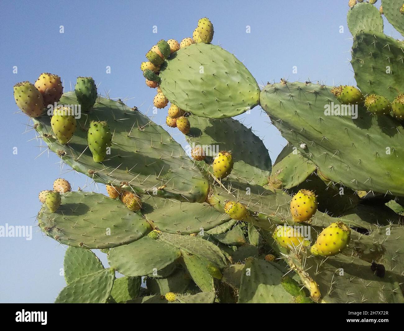 Prickly pear from Morocco in northern Africa Stock Photo