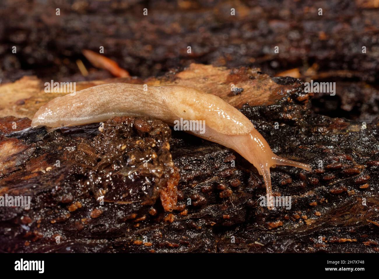 Netted slug / Grey field slug (Deroceras reticulatum) crawling over an old log in a garden at night, Wiltshire, UK, October. Stock Photo