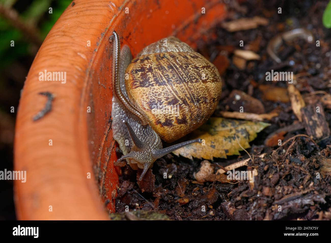 Millipede (Leptoiulus sp.) feeding on the mucus of a Garden snail (Cornu aspersum) in a flowerpot on a garden patio at night, Wiltshire, UK, October. Stock Photo