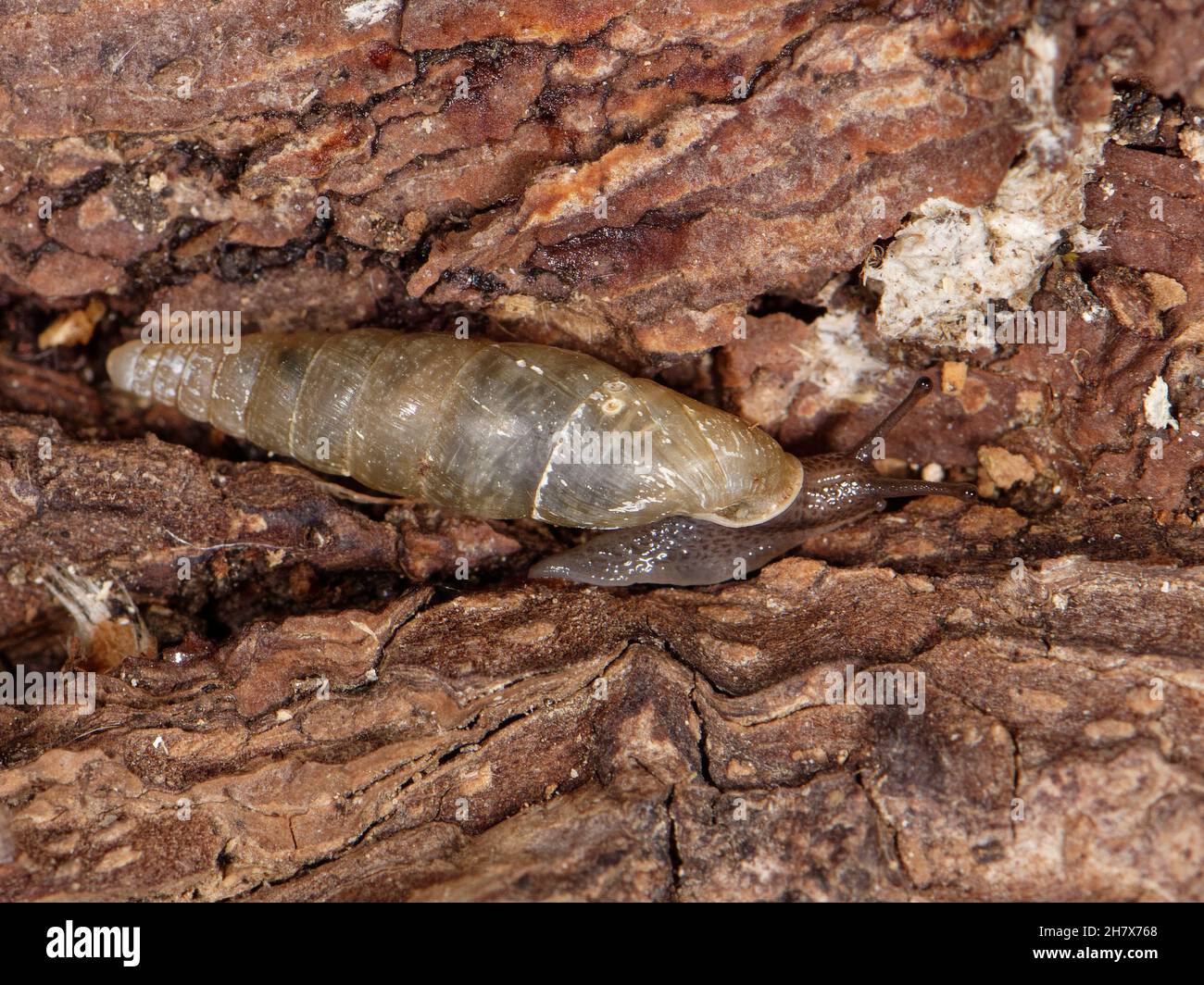 Plaited door snail (Cochlodina laminata) on the move over an old log in a garden, Wiltshire, UK, June Stock Photo