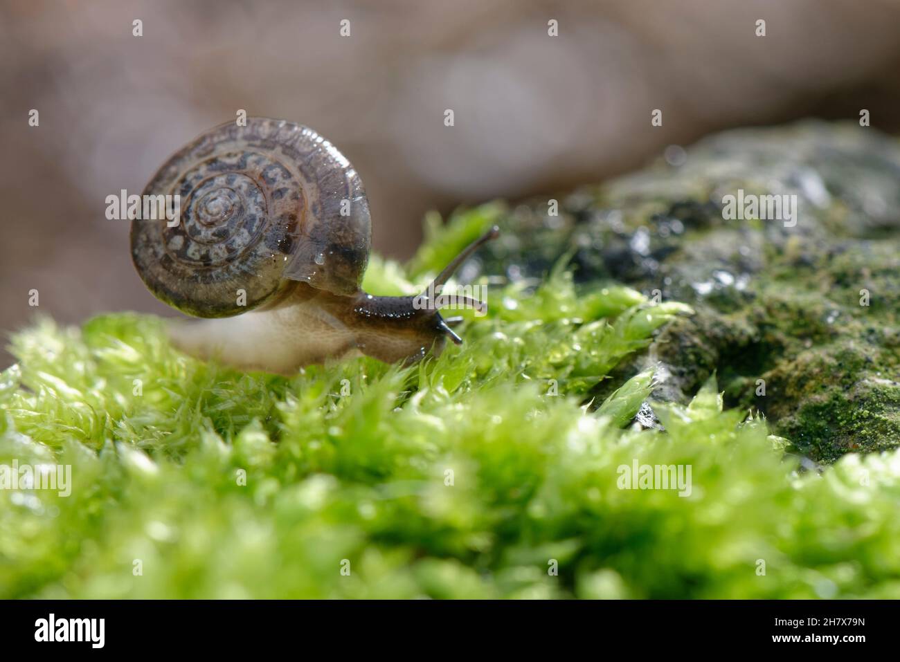 Strawberry snail (Trochulus striolatus) crawling over a mossy boulder a garden at night, Wiltshire, UK, October. Stock Photo