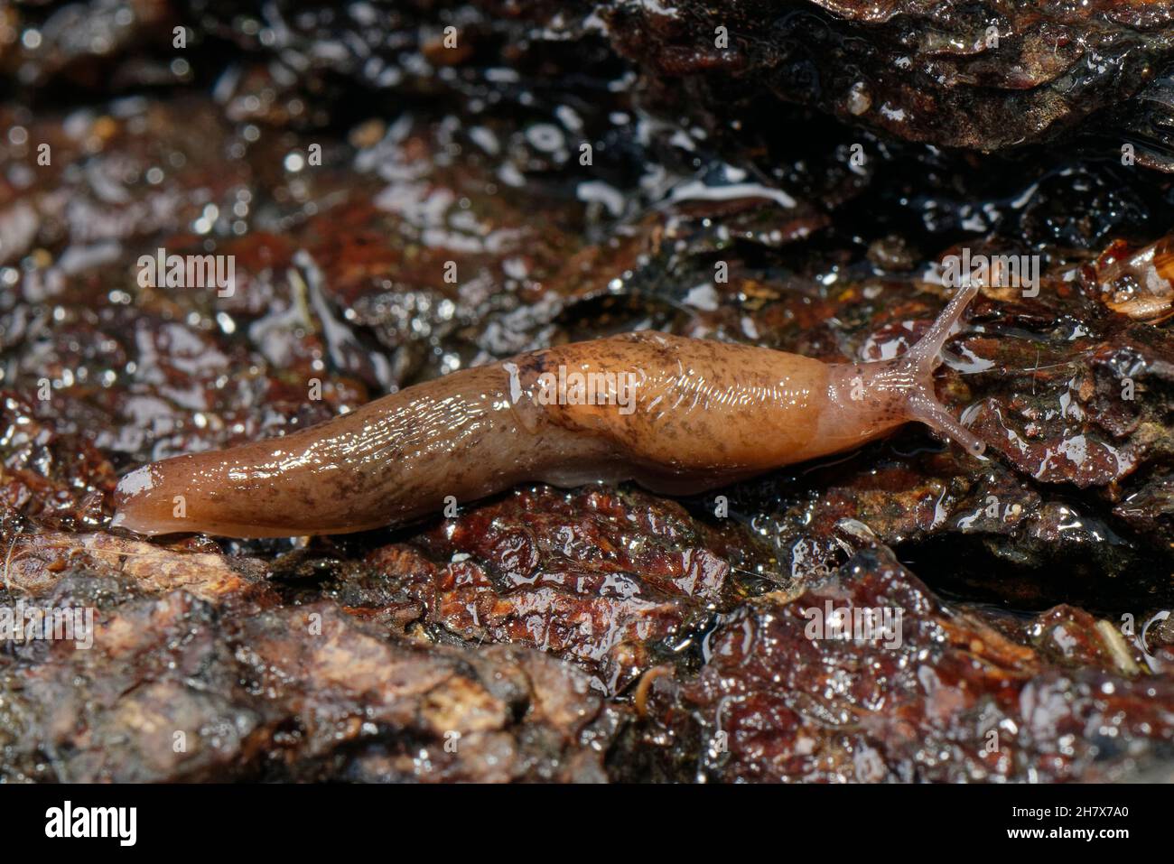 Chestnut / Tramp slug (Deroceras invadens) crawling over an old log in a garden at night, Wiltshire, UK, October. Stock Photo