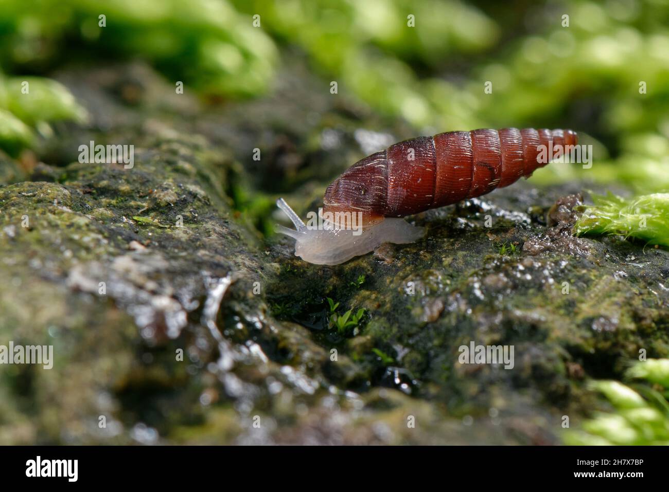 Two-toothed door snail (Clausilia bidentata) crawling over a moss covered boulder in a garden, Wiltshire, UK, October. Stock Photo