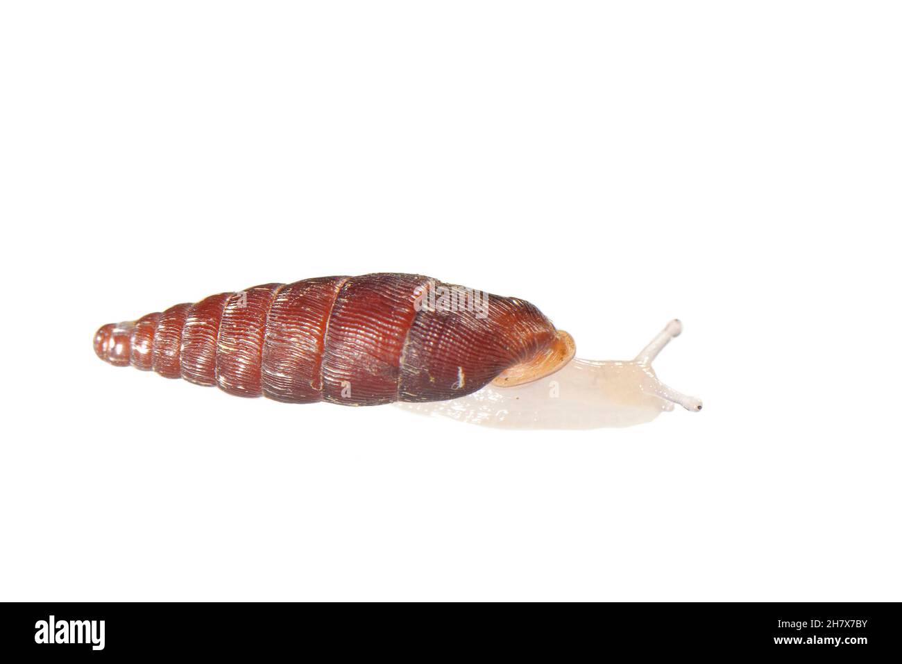 Two-toothed door snail (Clausilia bidentata) crawling against a white background, Wiltshire, UK, October. Stock Photo