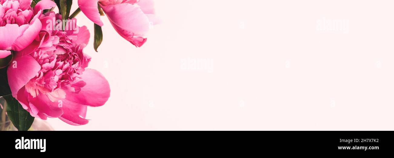 Bouquet of pink peonies on pink background with copy space. Floral wide ...