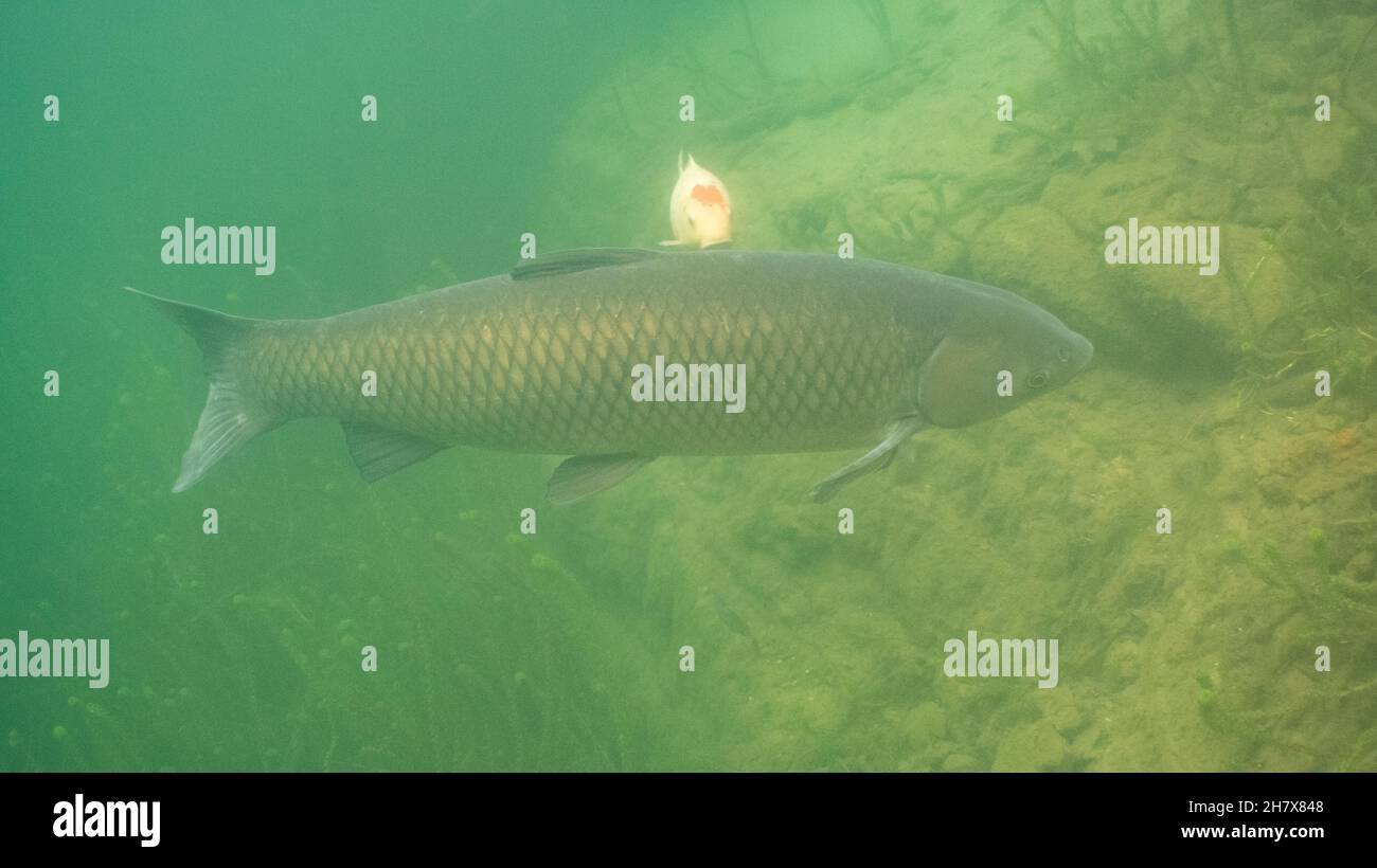 grass carp in a lake Stock Photo Alamy