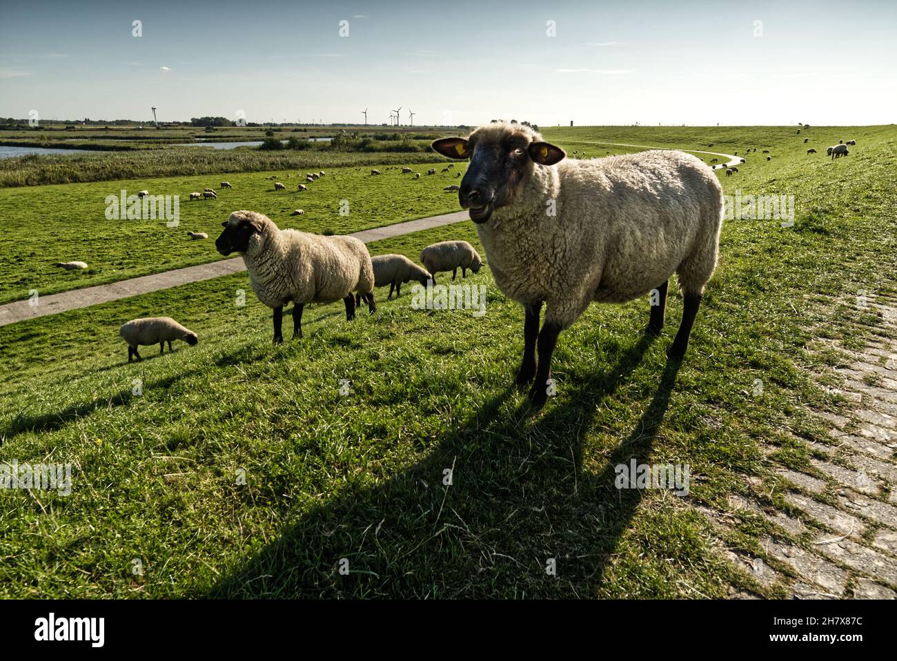 Friesland Norddeutschland Stock Photo