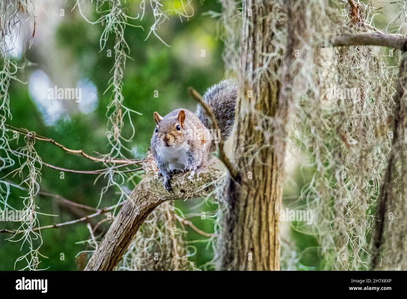 Eastern gray squirrel / grey squirrel (Sciurus carolinensis) in tree at Blue Spring State Park near Orange City, Volusia, Florida, United States / USA Stock Photo