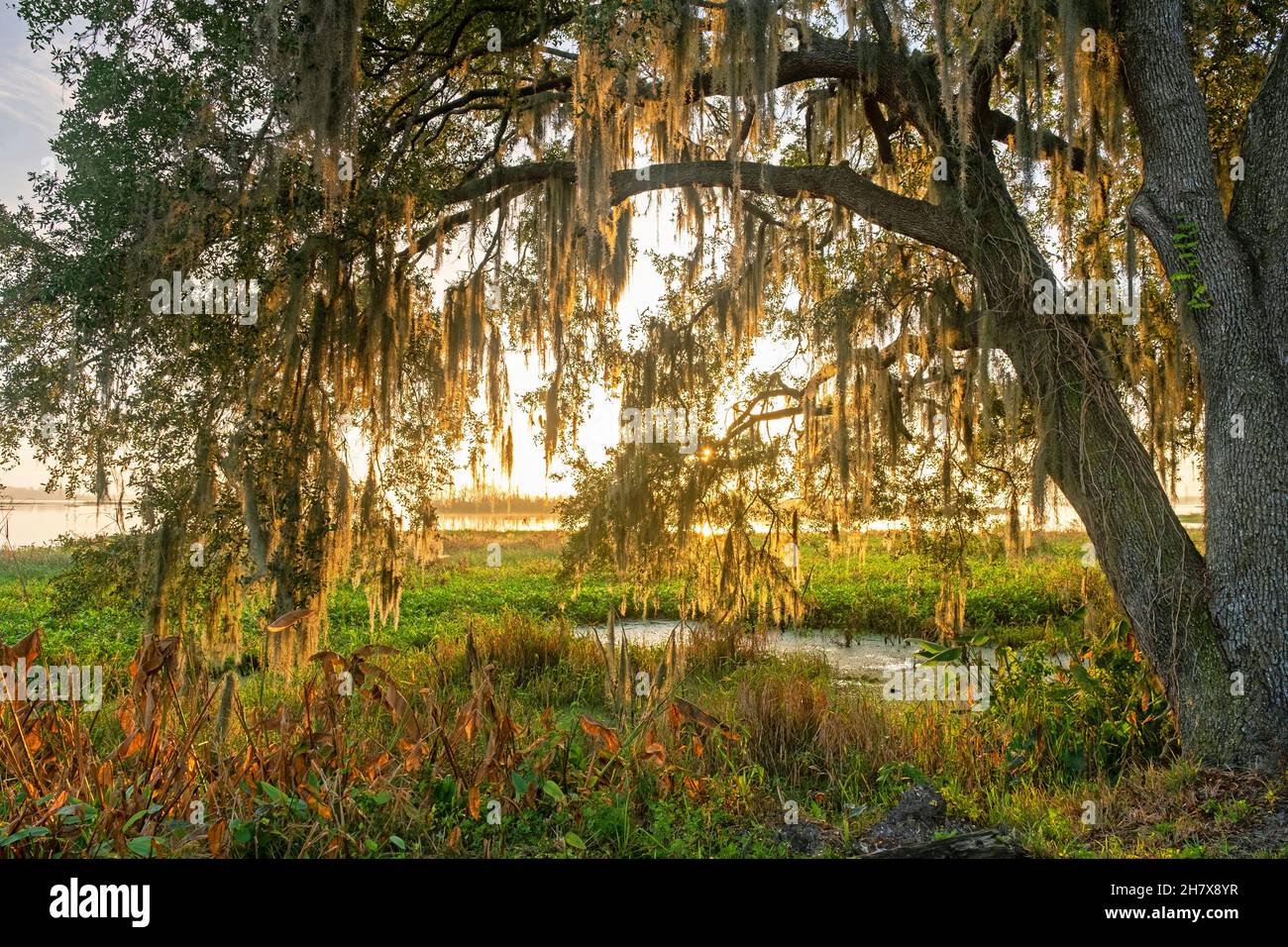 Southern live oak tree (Quercus virginiana) with Spanish moss at sunrise along Orange Lake at McIntosh, Marion County, Florida, United States / USA Stock Photo