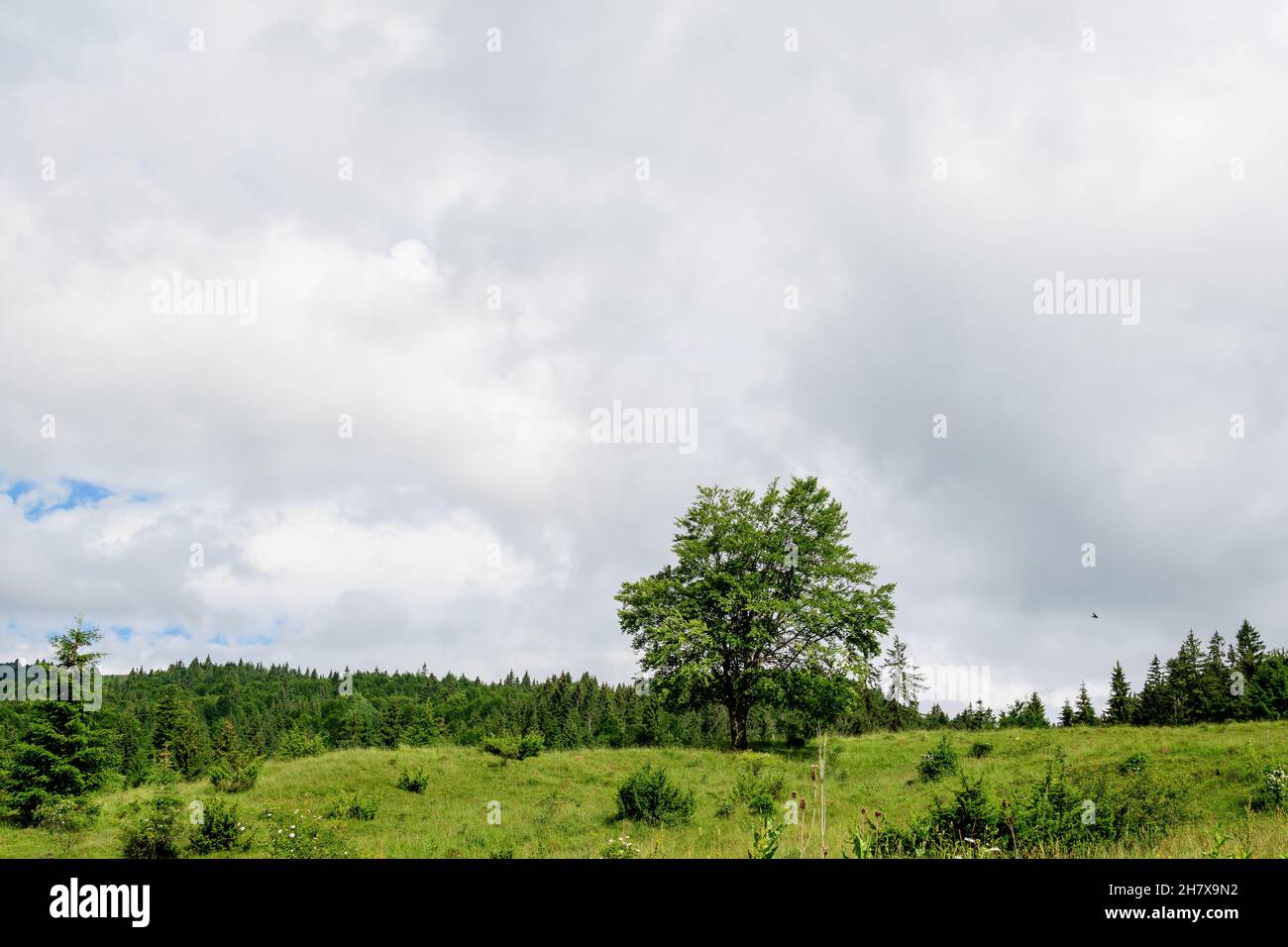 Landscape with many large green trees and fir trees in a forest at at mountains, in a sunny summer day, beautiful outdoor monochrome background Stock Photo