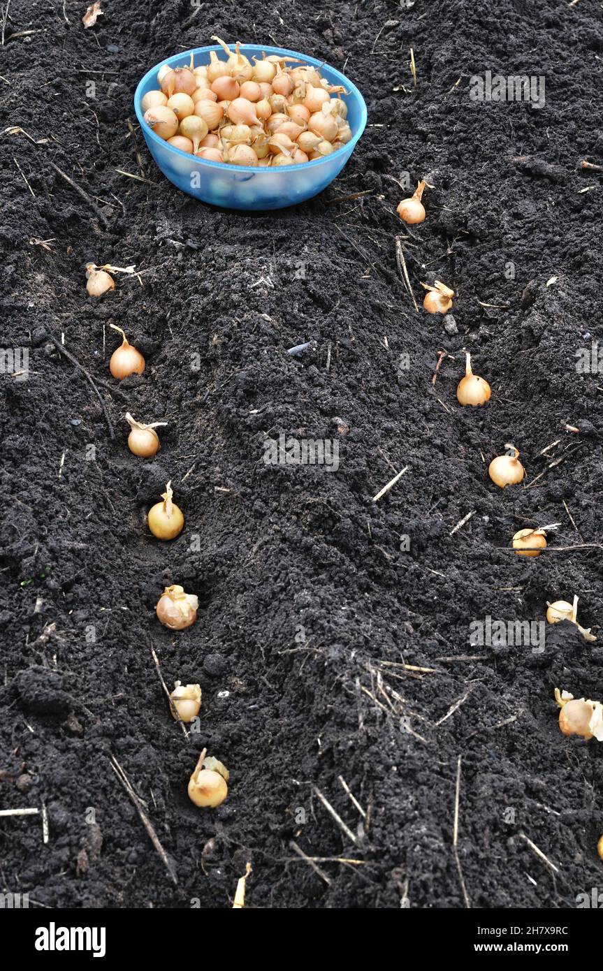 close-up of onion seeds in planting process in the vegetable garden, vertical composition Stock Photo