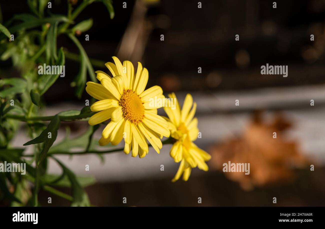 Yellow flowers on a dark blurry background Stock Photo
