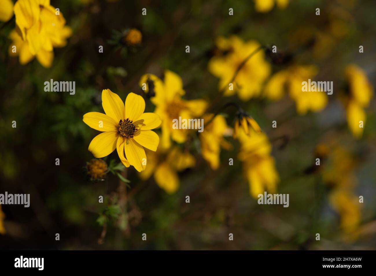 Yellow flowers on a dark blurry background Stock Photo