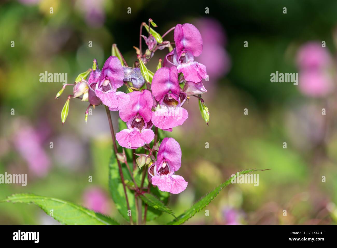 Himalayan balsam (impatiens gladulifera) flowers in bloom Stock Photo
