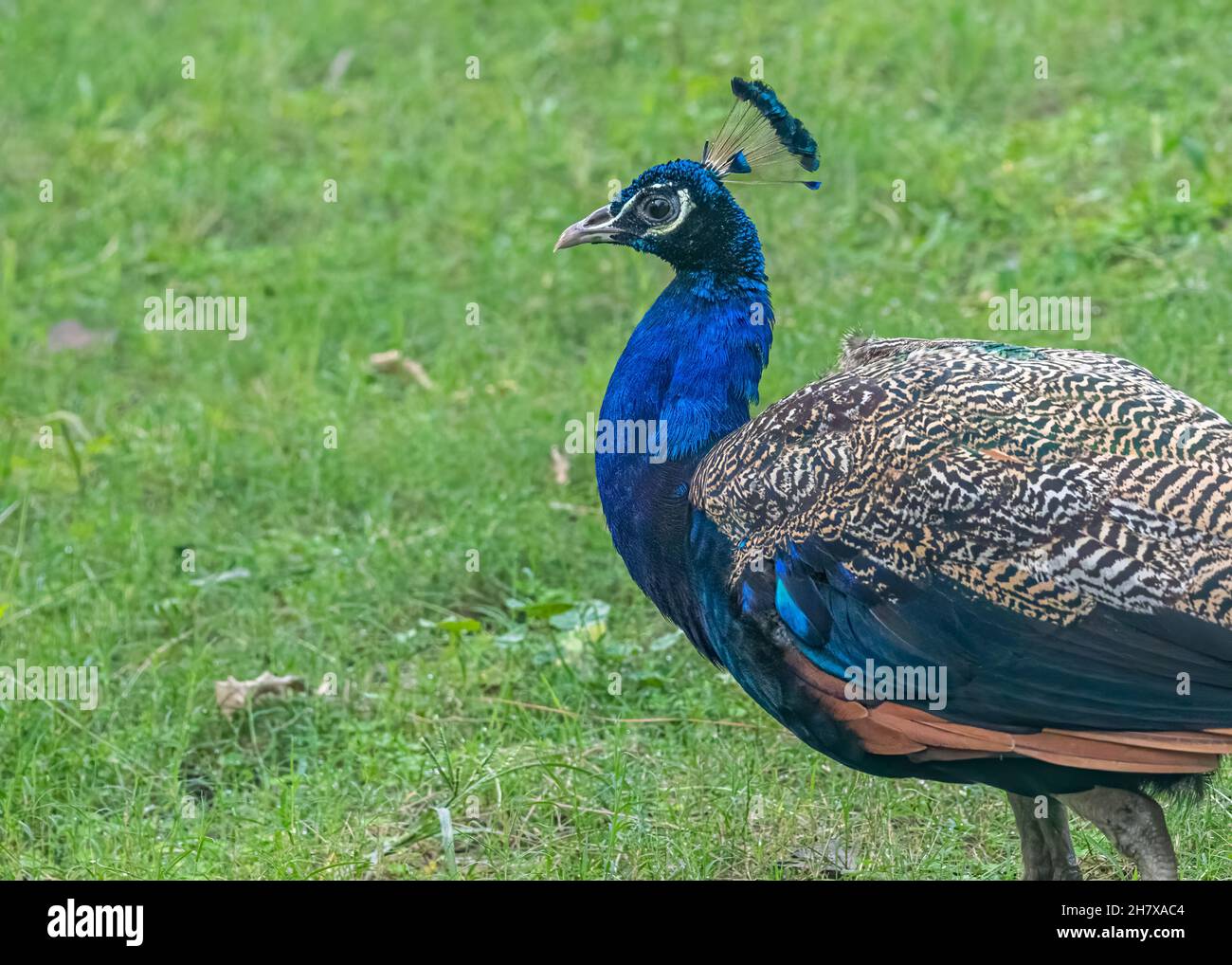 Peacock moving in a garden in green grass Stock Photo - Alamy