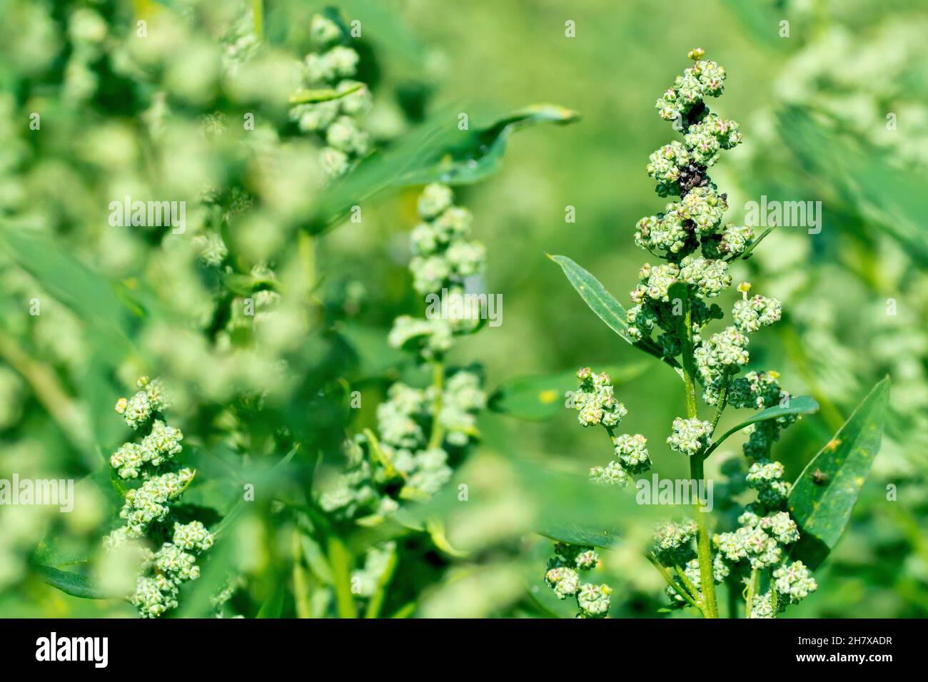 Fat Hen (chenopodium album), close up of a single flowering plant growing amongst a mass of others. Stock Photo