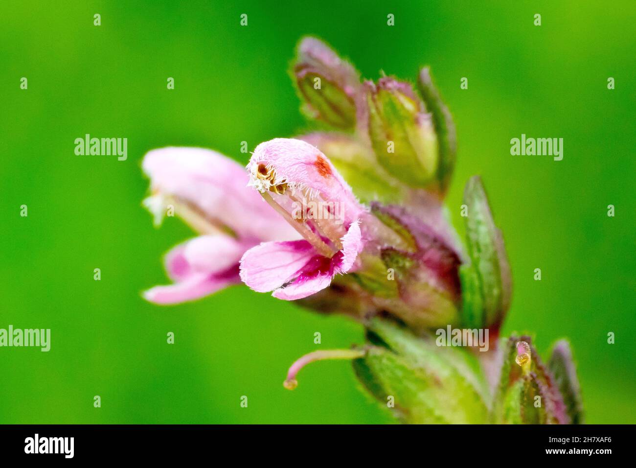 Red Bartsia (odontites verna), close up showing the small hooded pink flowers of the grassland plant isolated against a plain green background. Stock Photo