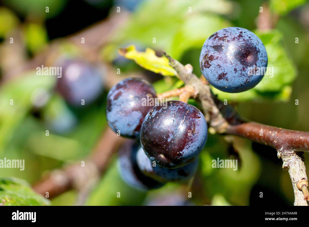 Sloe or Blackthorn (prunus spinosa), close up showing a cluster of bluish berries or sloes ripening on the bush in the late summer sunshine. Stock Photo