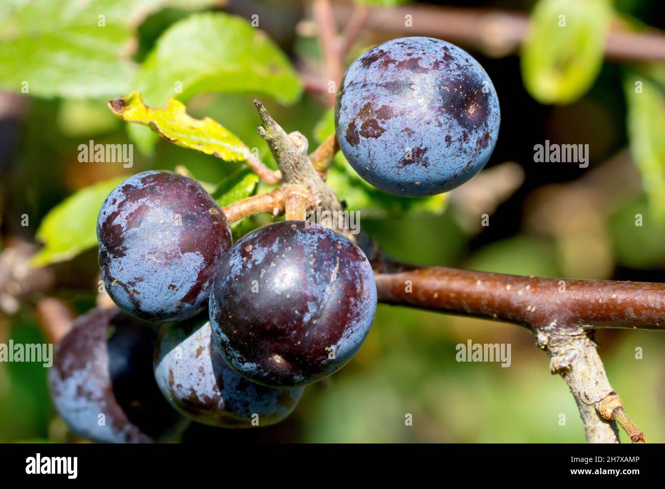 Prunus spinosa berry hi-res stock photography and images - Alamy