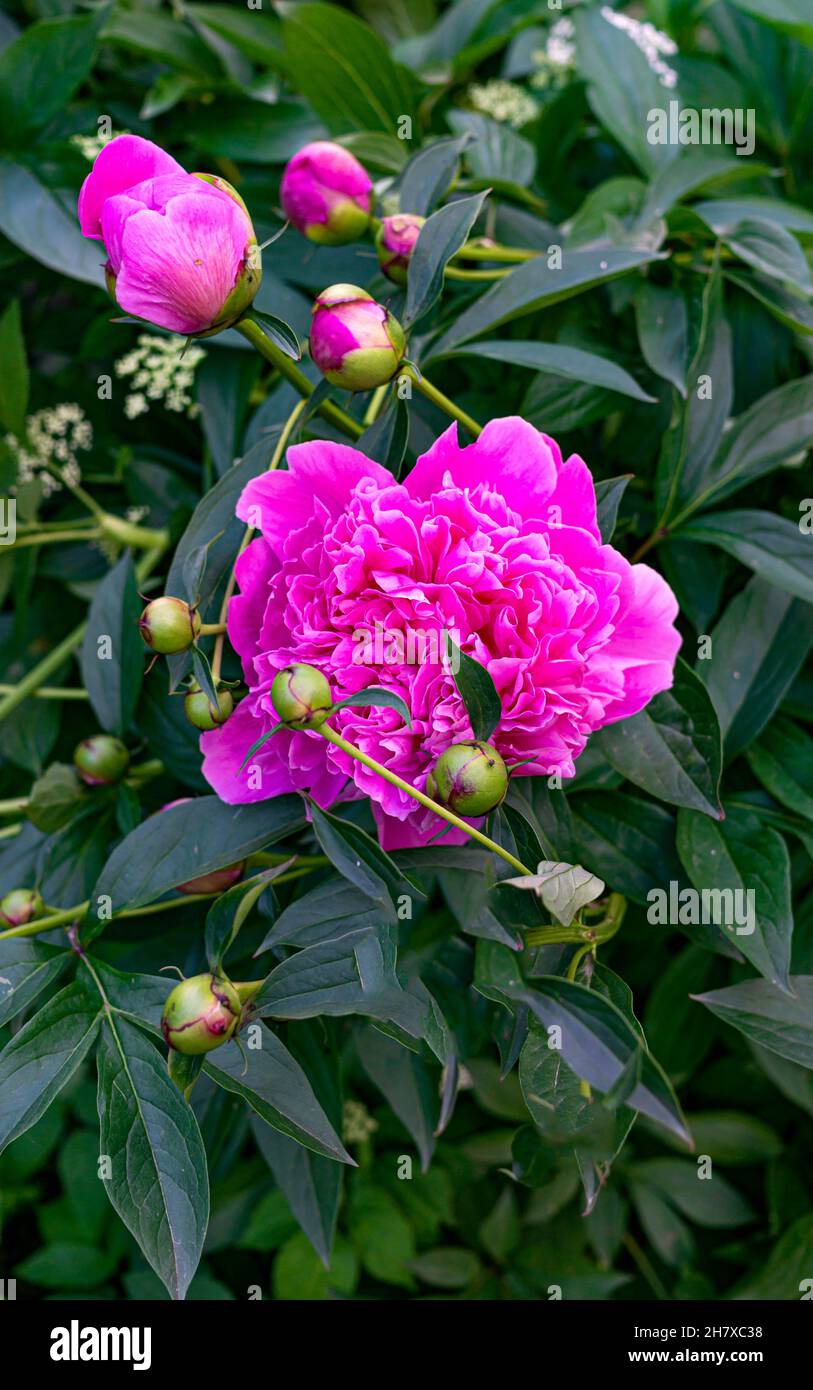 Beautiful blooming pink peony flower close-up in the garden Stock Photo ...