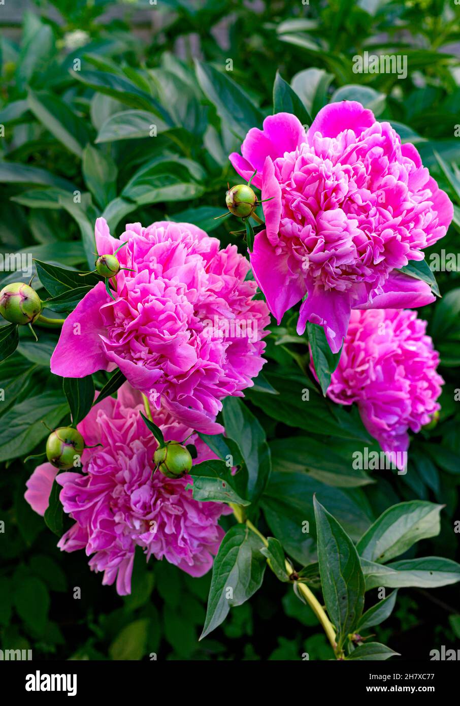 Bright pink peony flowers in the rustic garden Stock Photo - Alamy