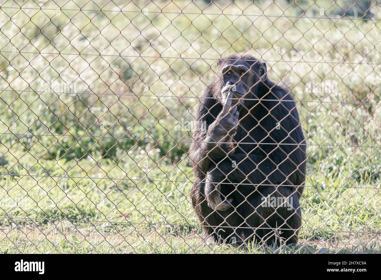 Old male chimpanzee behind a metal jail in captivity Stock Photo