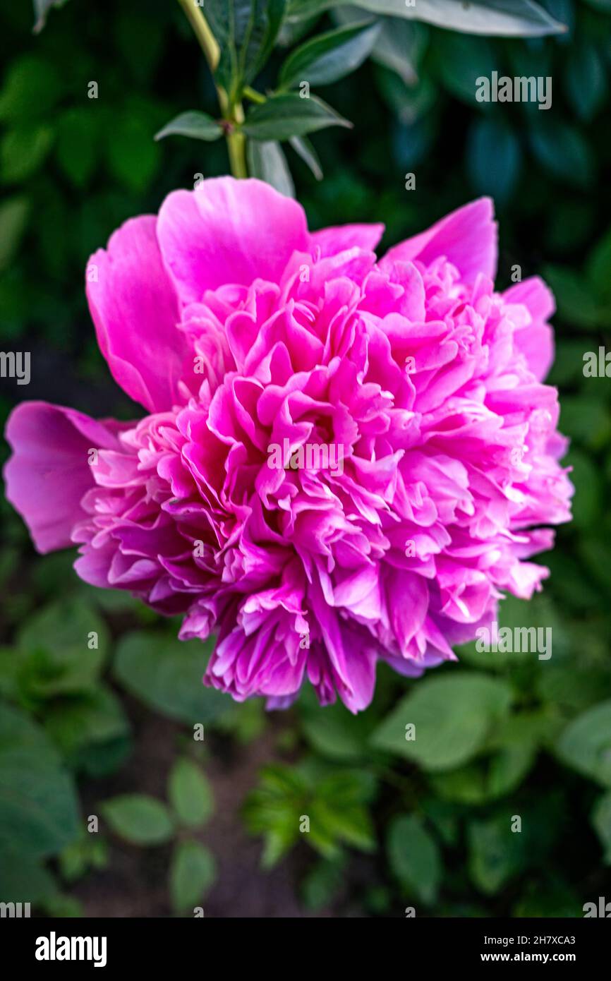 Bright pink peony flowers in the rustic garden Stock Photo - Alamy
