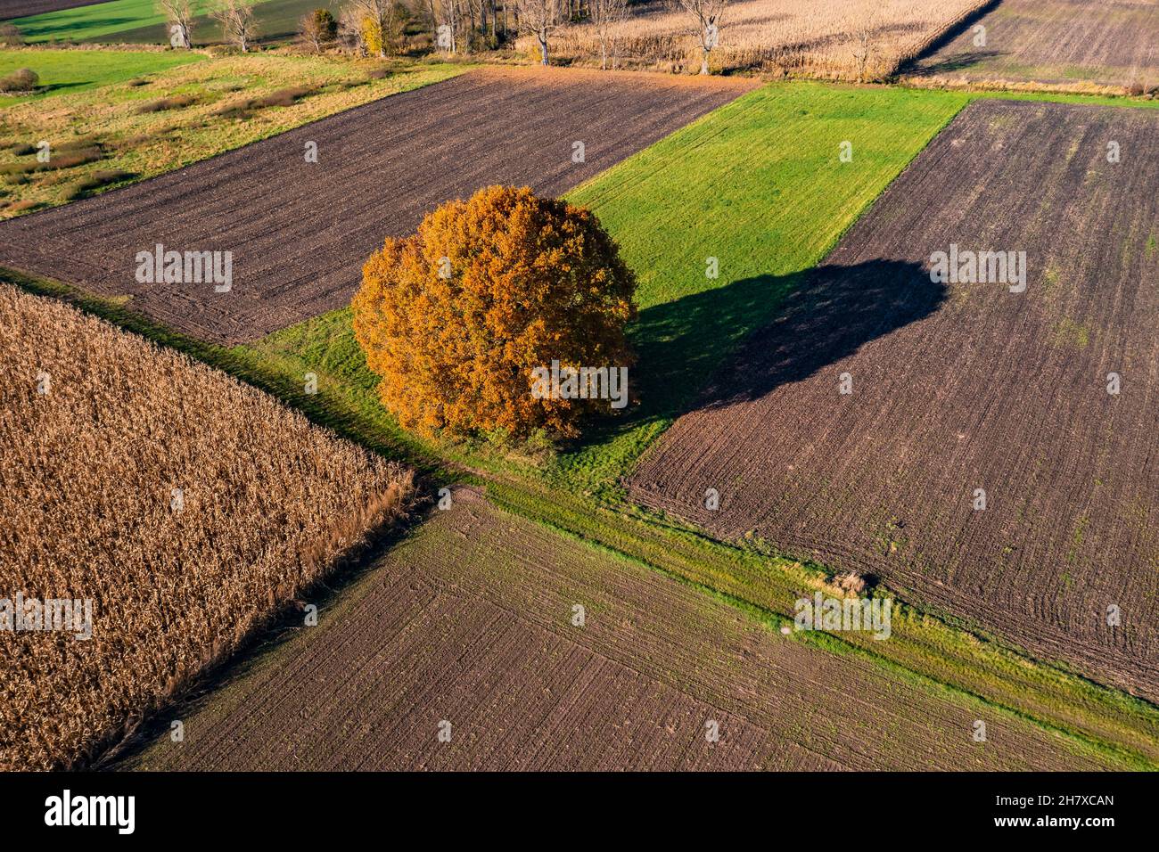 A striking tree with shadows in the midst of different colored fields in the rural area as seen from the air Stock Photo