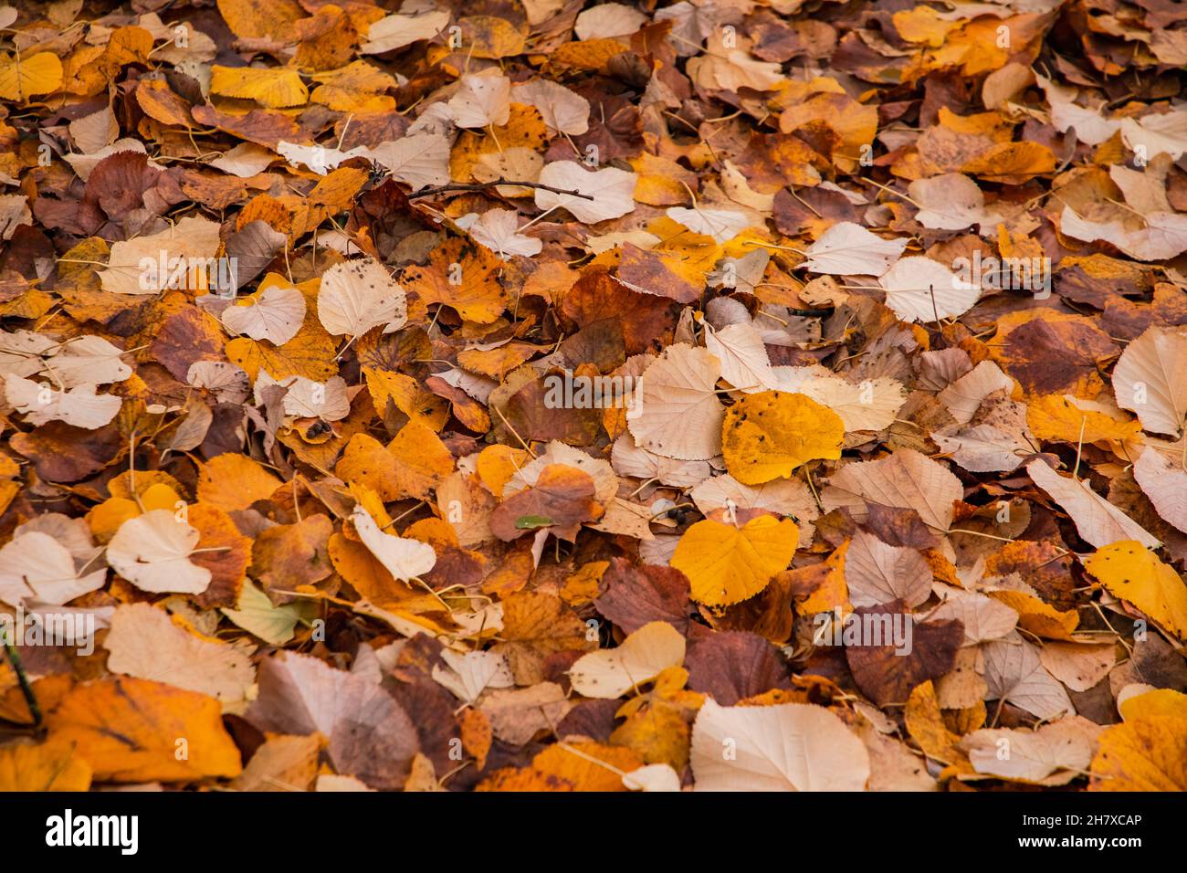 Fallen variegated leaves in late autumn in the colors red, brown, organs and yellow Stock Photo