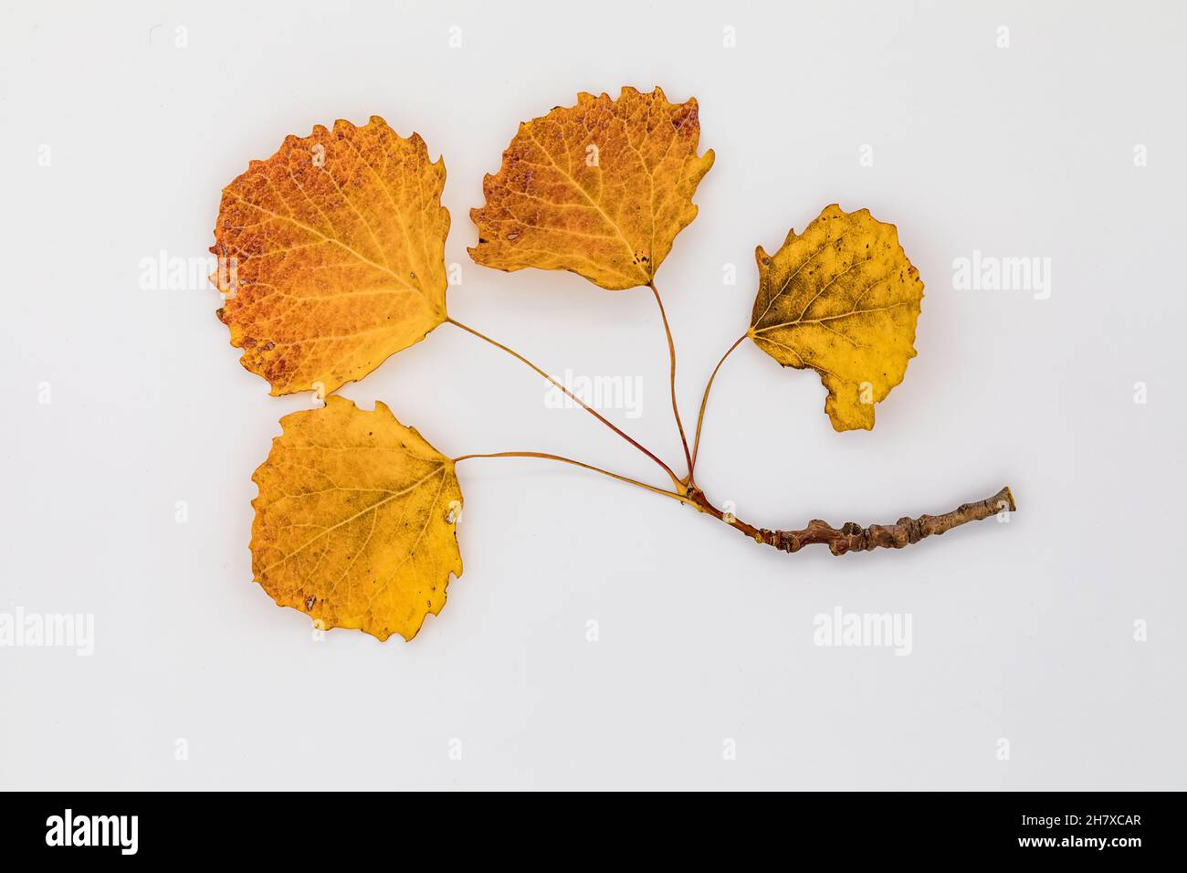 Ensemble of four autumn-colored small leaves on a short branch isolated against white Stock Photo