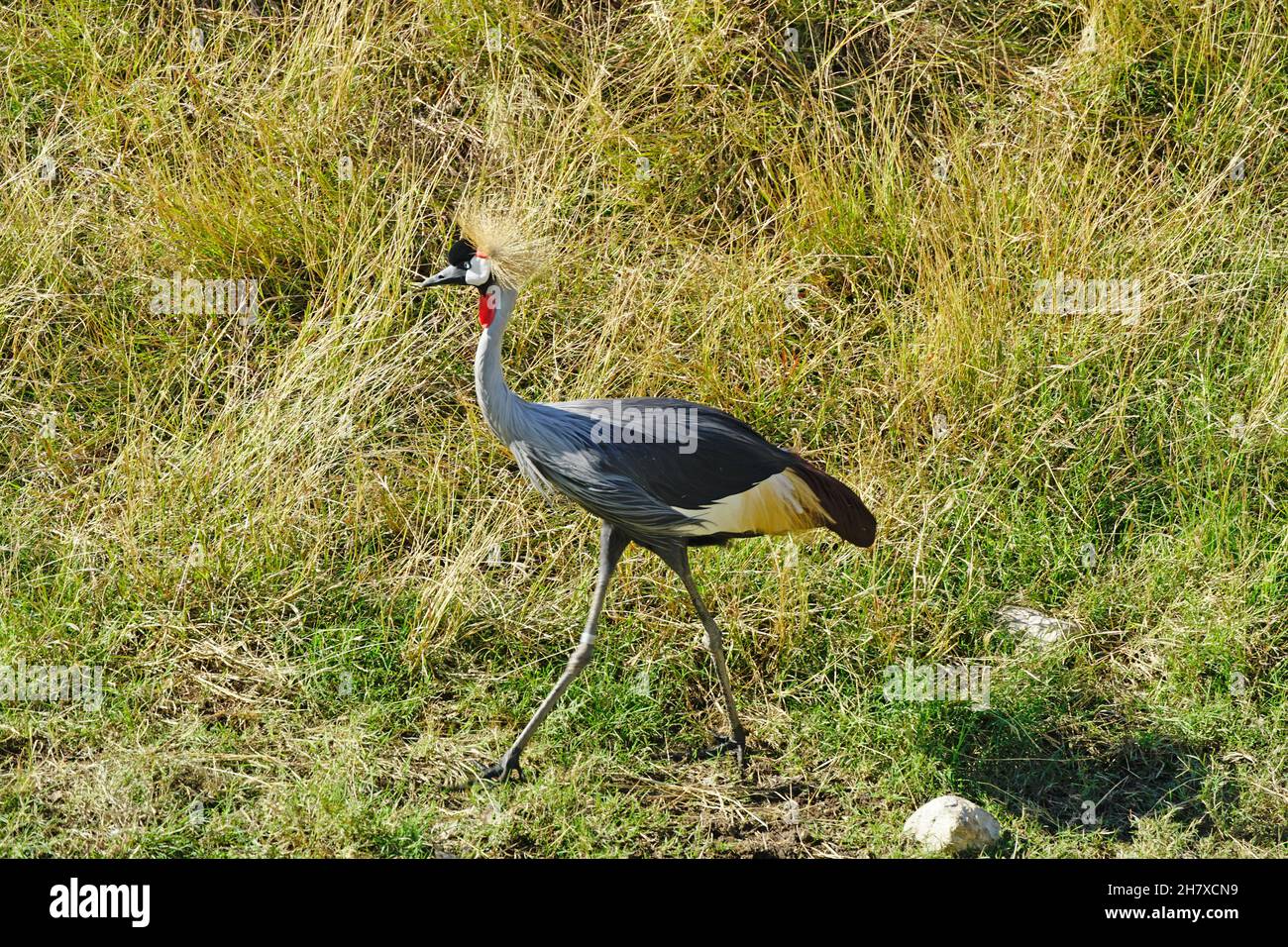 An East African Crowned Crane Stock Photo