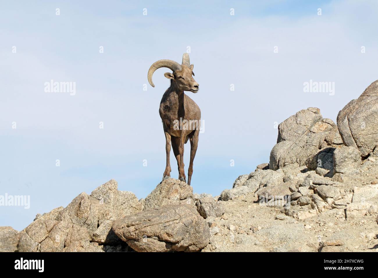 Desert Big Horn Sheep Stock Photo